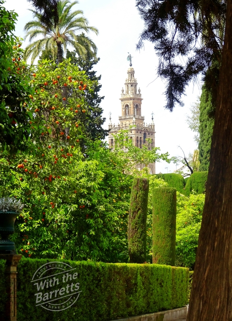 Orange Trees Seville